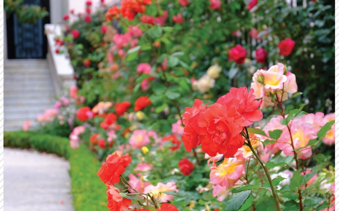 Cómo elegir las mejores plantas para tu Jardín